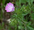 Flower, anthers pale, strongly-coloured form (England)