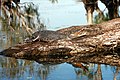 Crocodile de mer (salty) à Kakadu, Australie, l'espèce a été éradiquée des Seychelles.