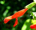 Salvia gesneriiflora