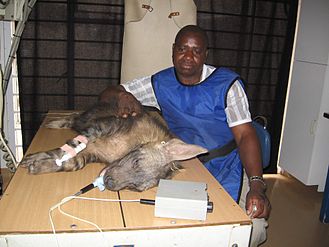 A brown hyena being treated for injuries