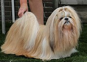 Shih_Tzu_Stmnbrfjd)