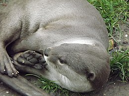 Smooth-coated otter