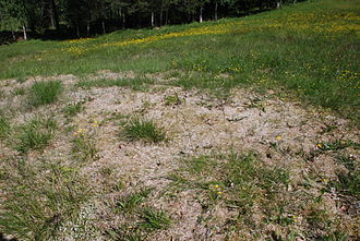 Pelouse avec des grandes plaques d'herbe aplaties et gris rosé