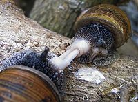 Hermaphroditic snails (Cornu aspersum) mating