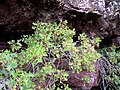 Sonchus pendulus