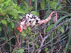 Description de l'image Spilocuscus papuensis 37904569.jpg.