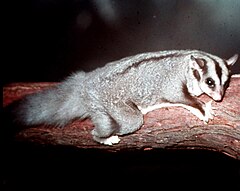 Description de l'image Squirrel-Glider-at-Lone-Pine.jpg.