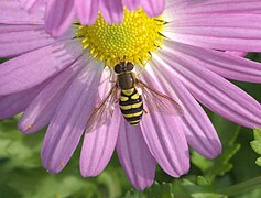 Syrphus on a asteraceae flower.