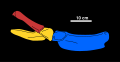 Reconstructed pelvis