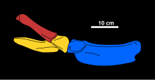 Diagramme reconstituant le bassin de Tatenectes, la partie en rouge étant l'Ilium, en jaune l'ischium (ou os coxal) et en bleu le pubis.