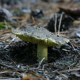 Tricholoma equestre, Massachusetts, EUA