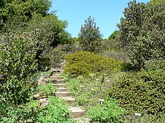 Flora del chaparral de California del "Native California flora section".