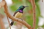 sunbird with brownish wings, white underparts, blue-green upperparts, black face, and black-and-purple breast