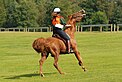 Zurücklegen des Kopfes bei geöffnetem Maul und zurückgedrehte Augen eines Reitpferdes