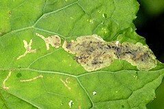 Leaf mine caused by Acidia cognata