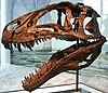 An Acrocanthosaurus skull in the North Carolina Museum of Natural Sciences