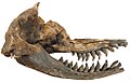 Image 28Acrophyseter skull (from Evolution of cetaceans)