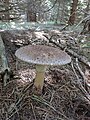 Amanita rubescens