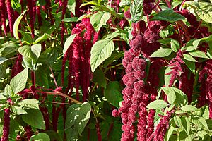 줄맨드라미(Amaranthus caudatus)