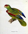 Prachtamazone (Amazona pretrei) Lithografie von Jean-Gabriel Prêtre