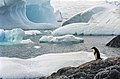 Image 5Few creatures make the ice shelves of Antarctica their habitat, but water beneath the ice can provide habitat for multiple species. Animals such as penguins have adapted to live in very cold conditions. (from Habitat)