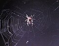 European garden spiders were the first spiders in space, aboard Skylab 3.