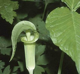 Соцветие ариземы трёхлистной (Arisaema triphyllum)