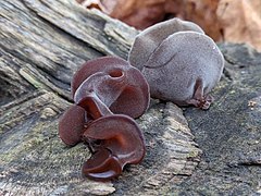 Auricularia auricula-judae, "orelha-de-judas" formas diversas