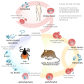 Life cycle of the Babesia parasite