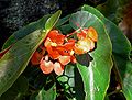 Begonia 'Orange Sherbet'