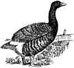 Giant Hawaii goose restoration