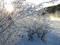 Bow River ice fog and rime on north shore of Bow River, Calgary, Alberta at −20 °C (−4 °F) 10:00 (10 AM)