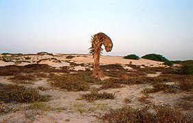 Paysage de Boa Vista.