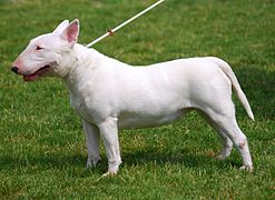 White Bull Terrier