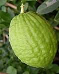 科西嘉枸櫞（英语：Corsican citron） Corsican citron