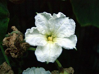 Detalle de la flor.