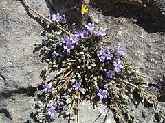 Campanula celsii