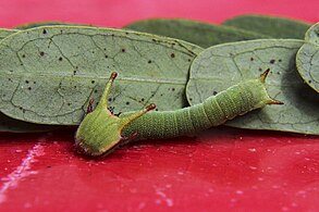 Caterpillar