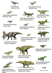 Species of Ceratopsia dinosaurs, by ArthurWeasley