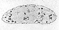 Chondrocyte, stained for calcium, displaying its nucleus (N) and mitochondria (M)