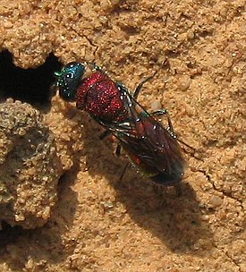 Chrysis viridula