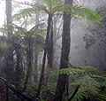 Forêt de nuage dans l'État malaisien de Sabah.