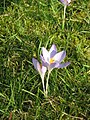 Crocus tommasinianus