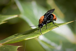 Dasymutilla occidentalis, hane