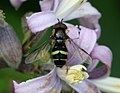 Dasysyrphus tricinctus （毛蚜蠅屬）