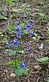 Delphinium bakeri