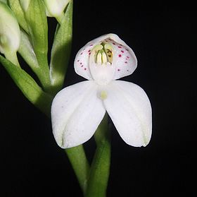 Disa tripetaloides