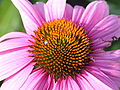Echinacea purpurea flower with small, unidentified spider and ant. (Click on picture to view.) (Photo: Olve Utne, Rockville Centre, NY, July 2005.)