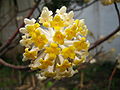 Close-up on flowers of Edgeworthia chrysantha, in Donglin Temple (Jiangxi), Jiujiang, China