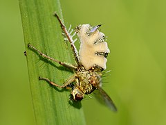 Description de cette image, également commentée ci-après